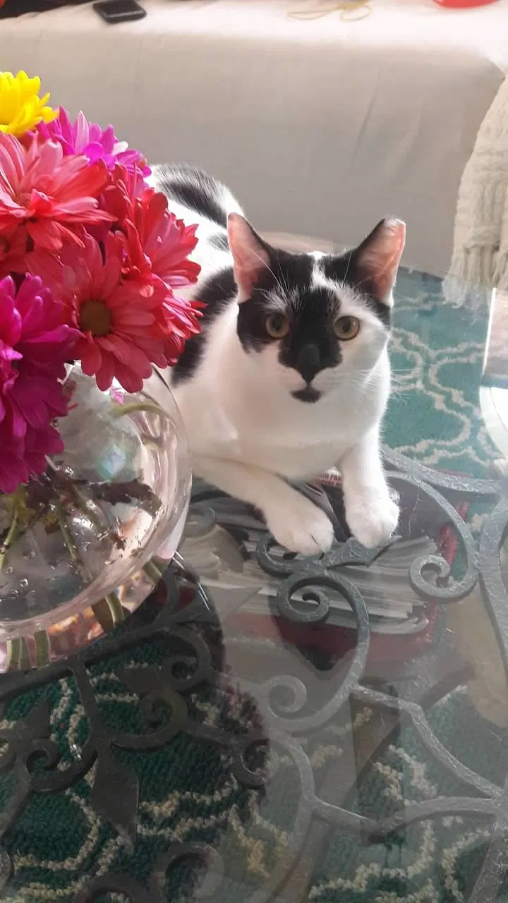 Lost cat in Hollywood, FL, 33027