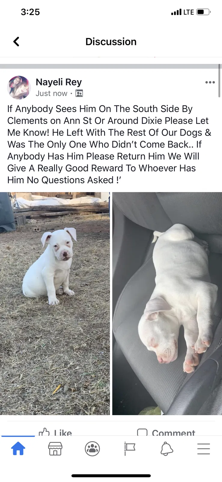 Lost dog in Odessa, TX, 79763
