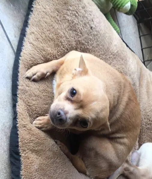Lost dog in Orlando, FL, 32826