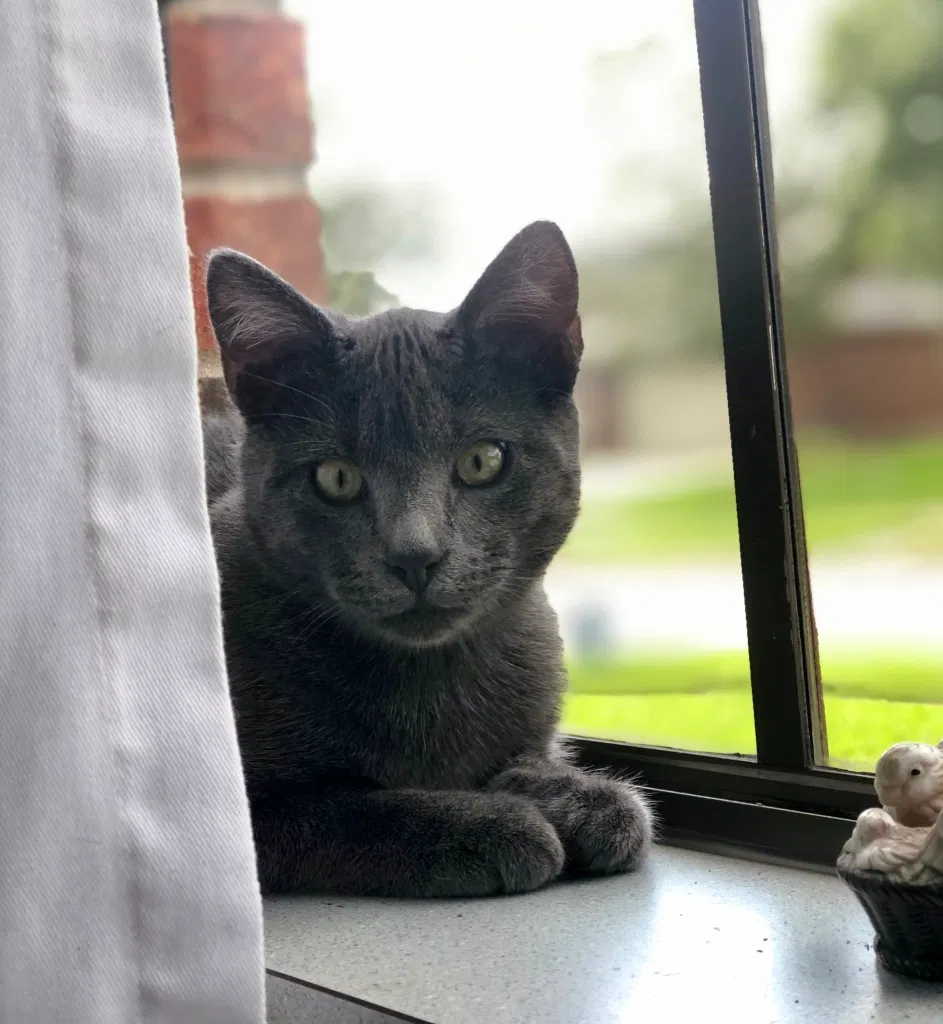 Lost cat in Pearland, TX, 77581