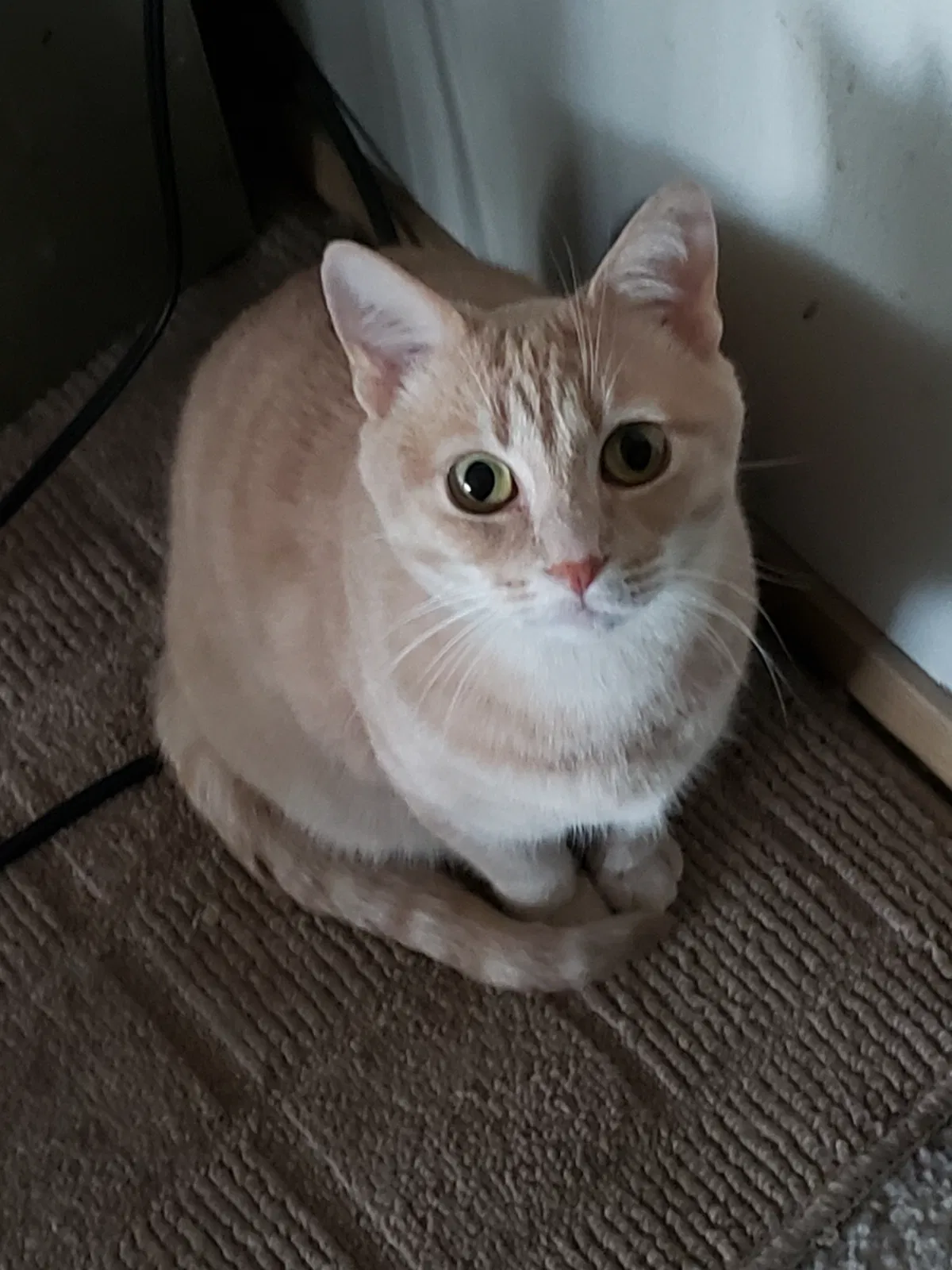 Lost cat in Sedro Woolley, WA, 98284