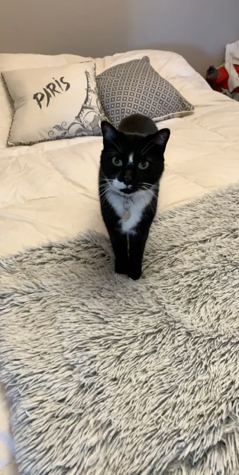Lost cat in Redmond, OR, 97756