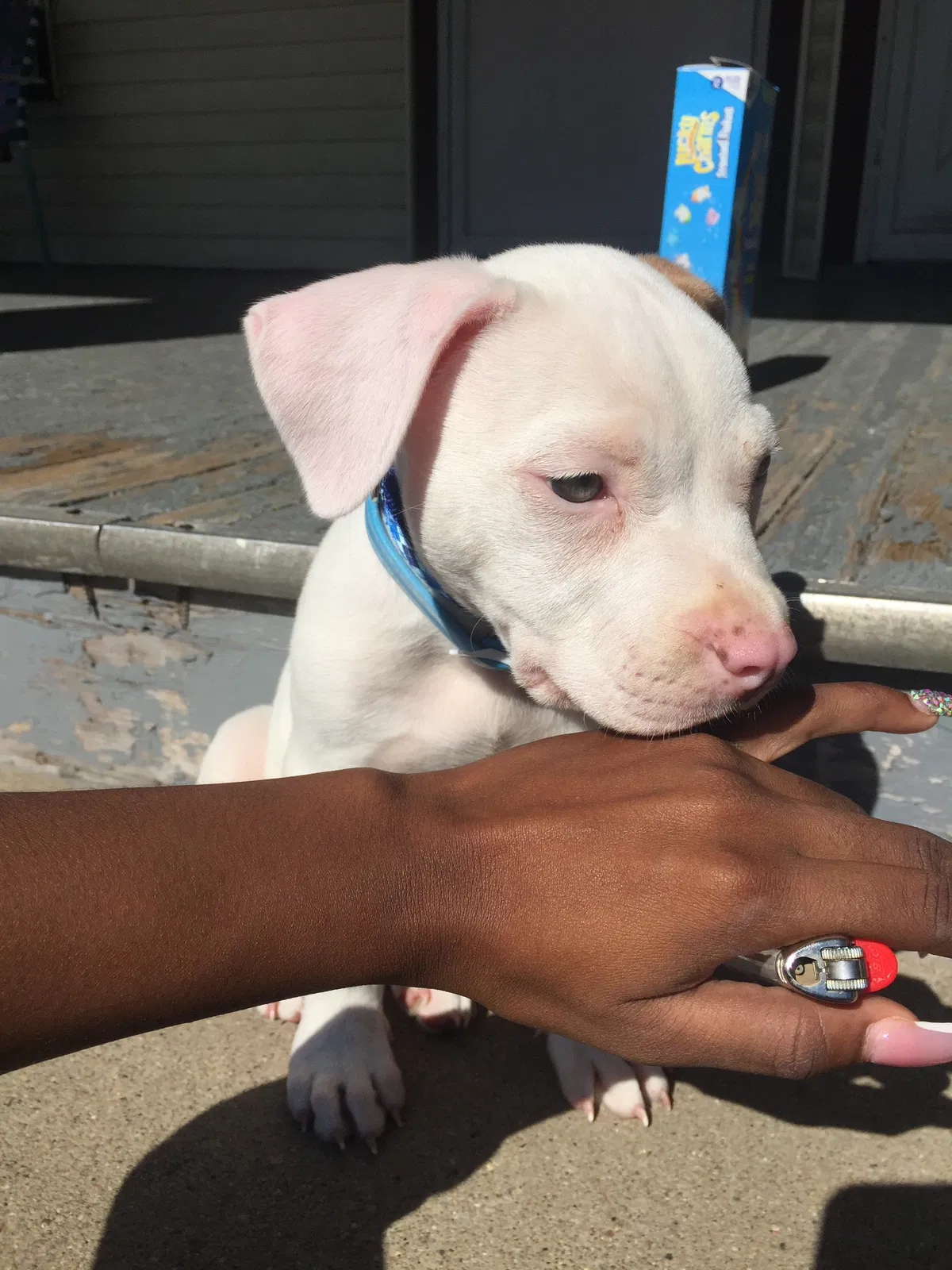 Lost dog in Canton, OH, 44703