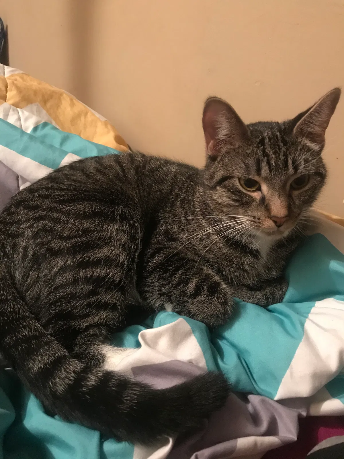 Lost cat in Minneapolis, MN, 55448