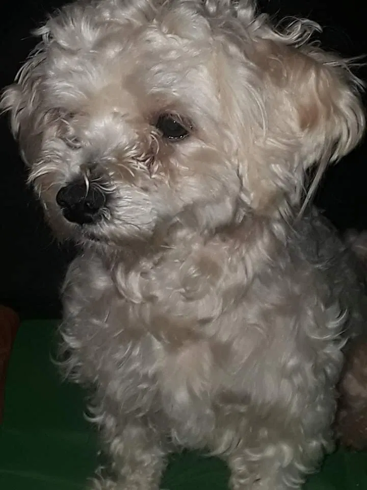 Lost dog in Fort Worth, TX, 76164