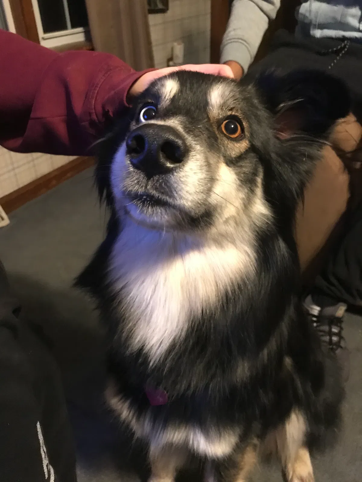 Found dog in Johnson City, NY, 13790