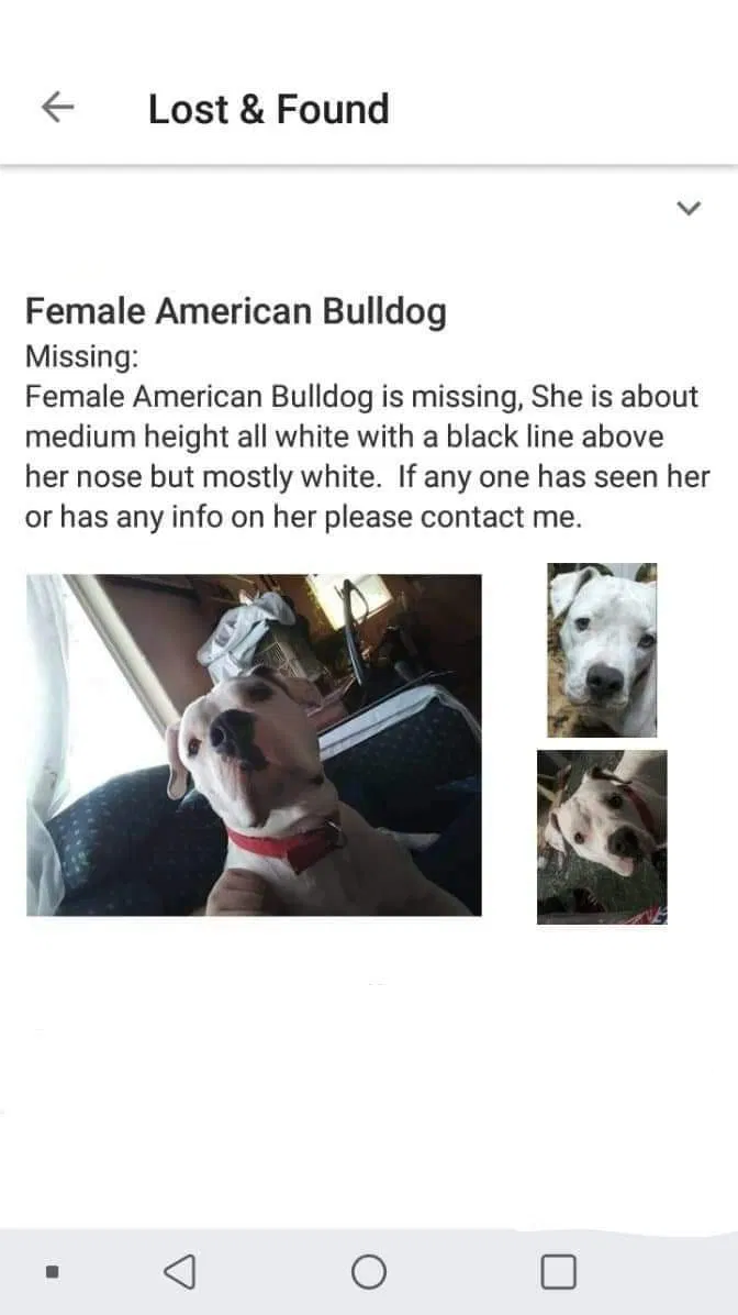 Lost dog in Englewood, CO, 80110