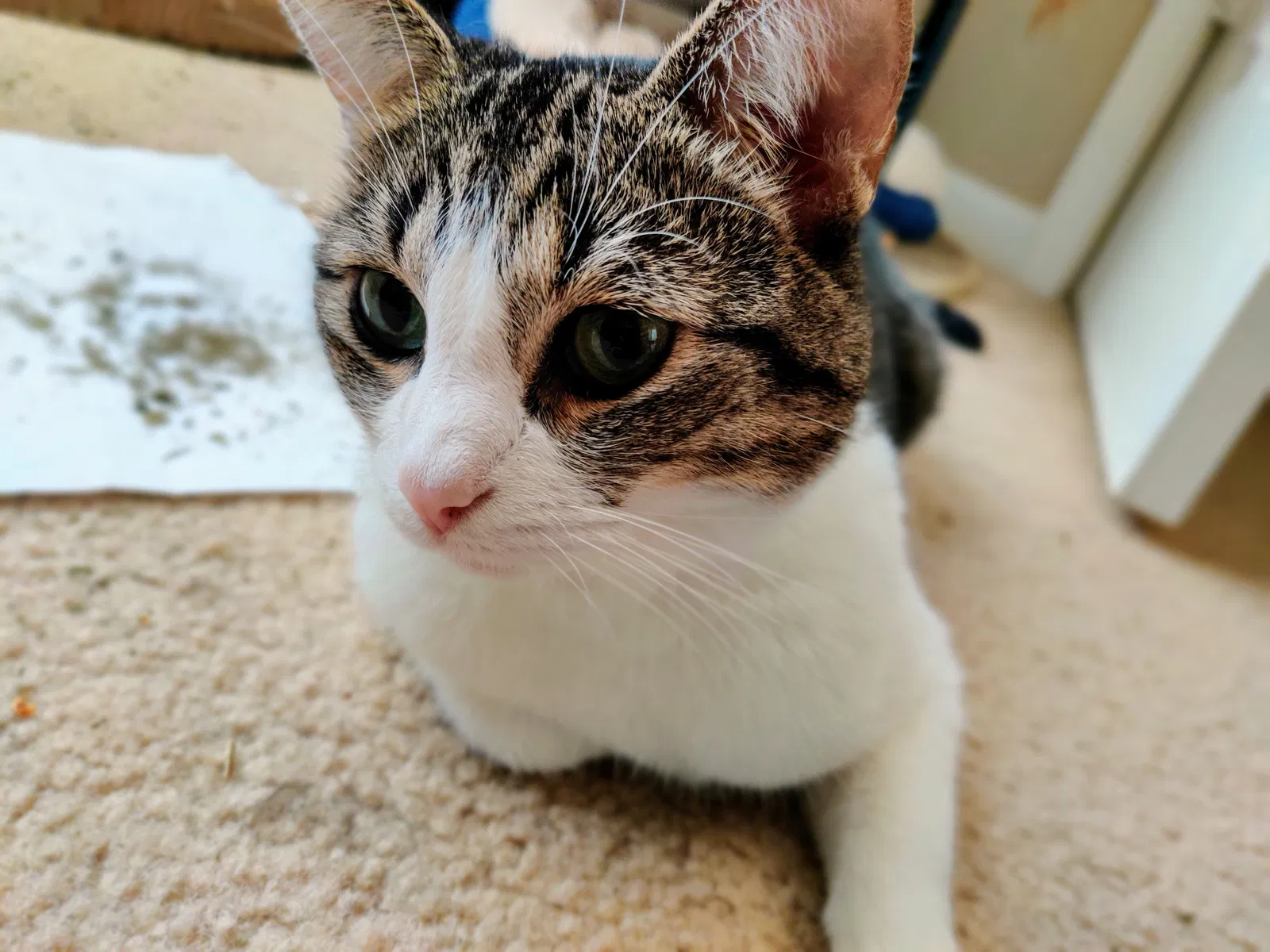 Lost cat in Missouri City, TX, 77459