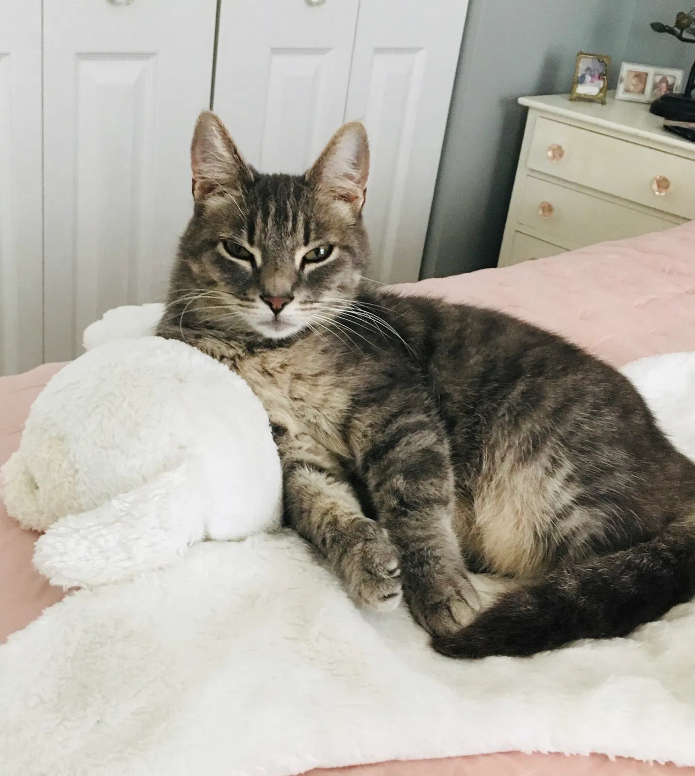 Lost cat in Fairfax, VA, 22033