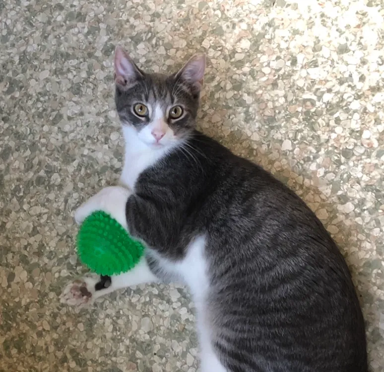 Lost cat in Elkhart Lake, WI, 53020
