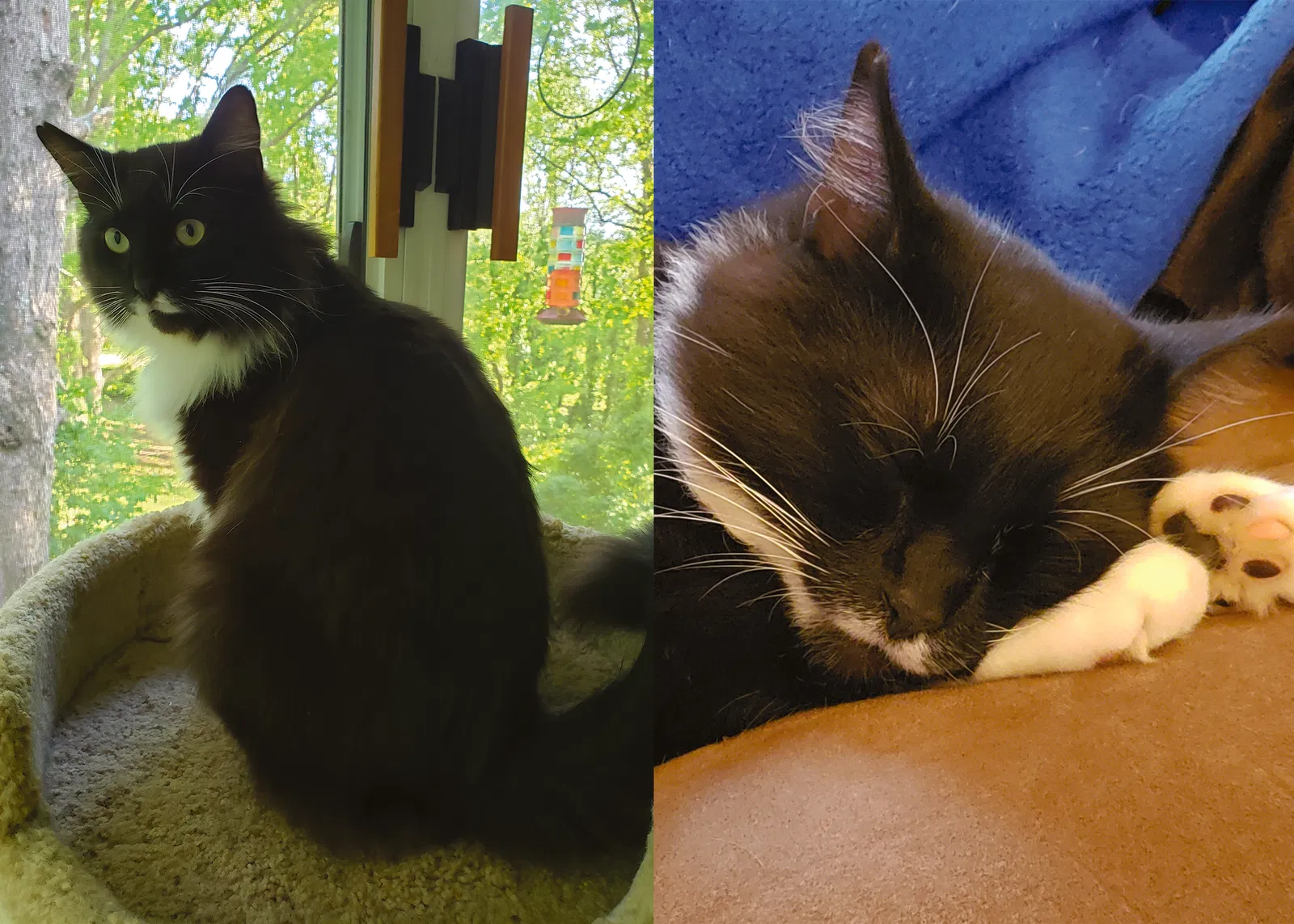 Lost cat in Gainesville, GA, 30506