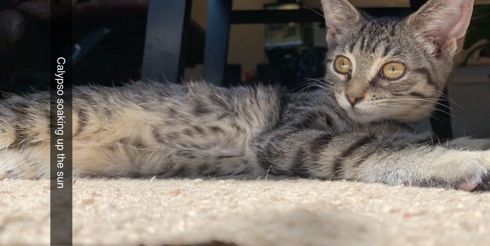 Lost cat in Lakewood, OH, 44107