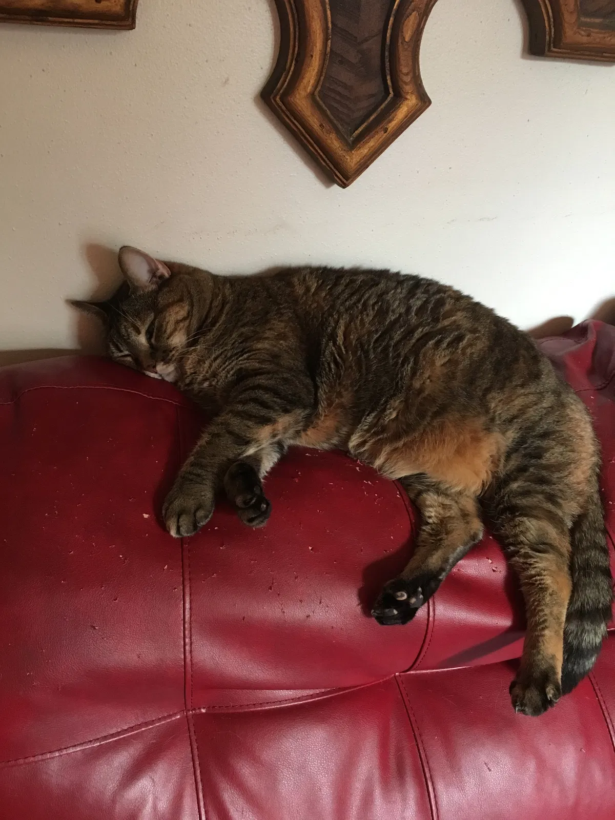 Lost cat in San Antonio, TX, 78230