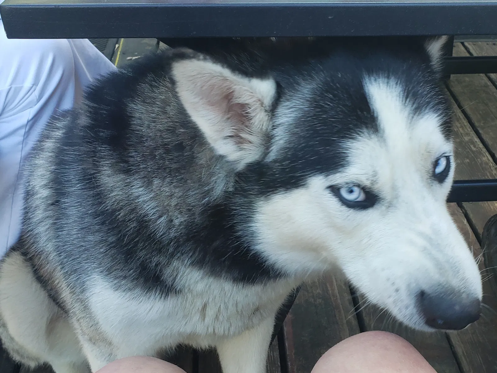 Lost dog in Redding, CA, 96002
