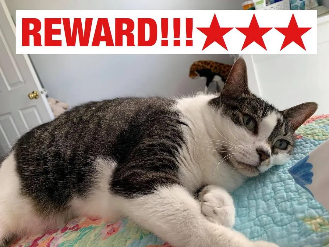 Lost cat in Herndon, VA, 20171
