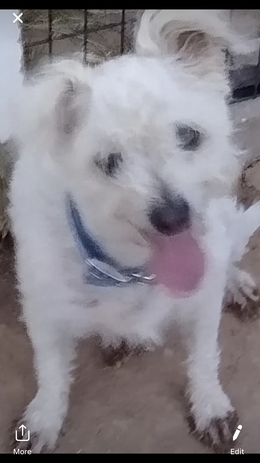 Lost dog in Phoenix, AZ, 85032
