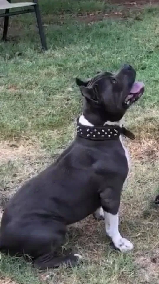 Lost dog in Abilene, TX, 79601