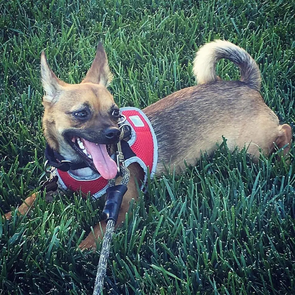 Lost dog in Martinez, CA, 94553