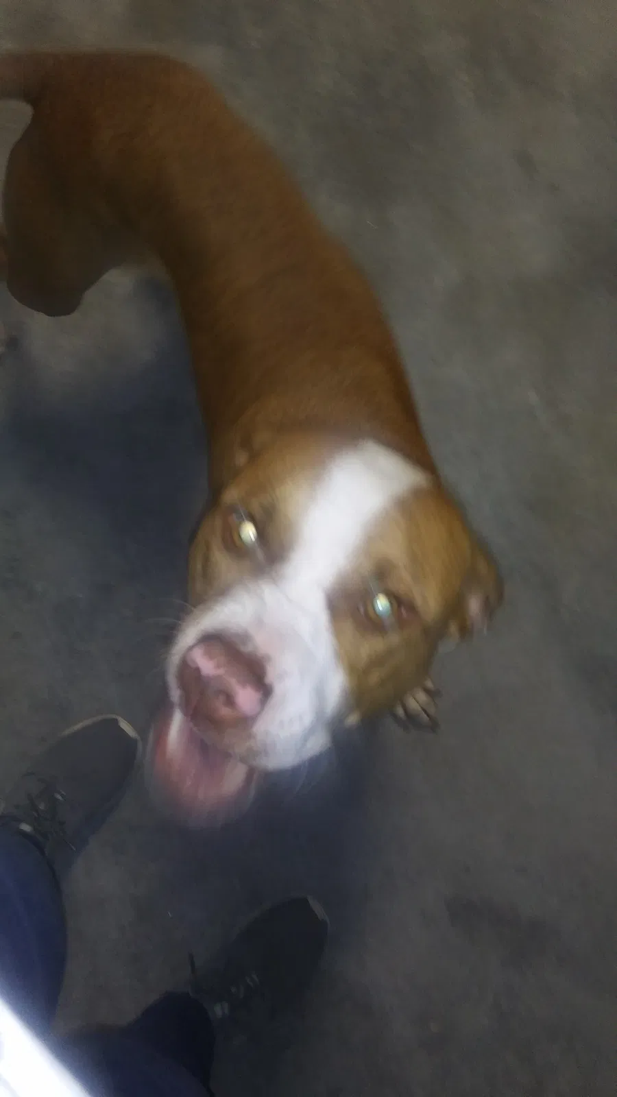 Found dog in Kissimmee, FL, 34759