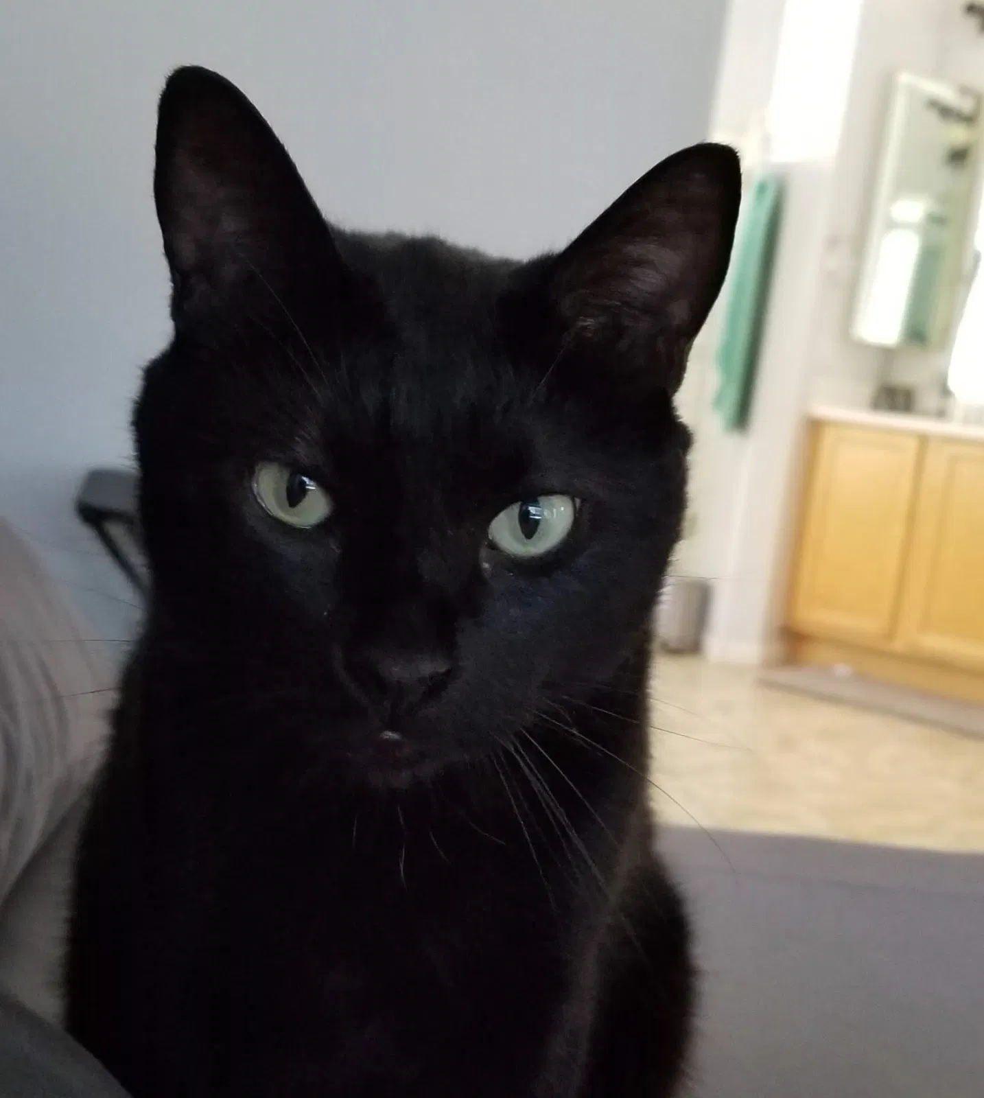 Lost cat in Phoenix, AZ, 85085