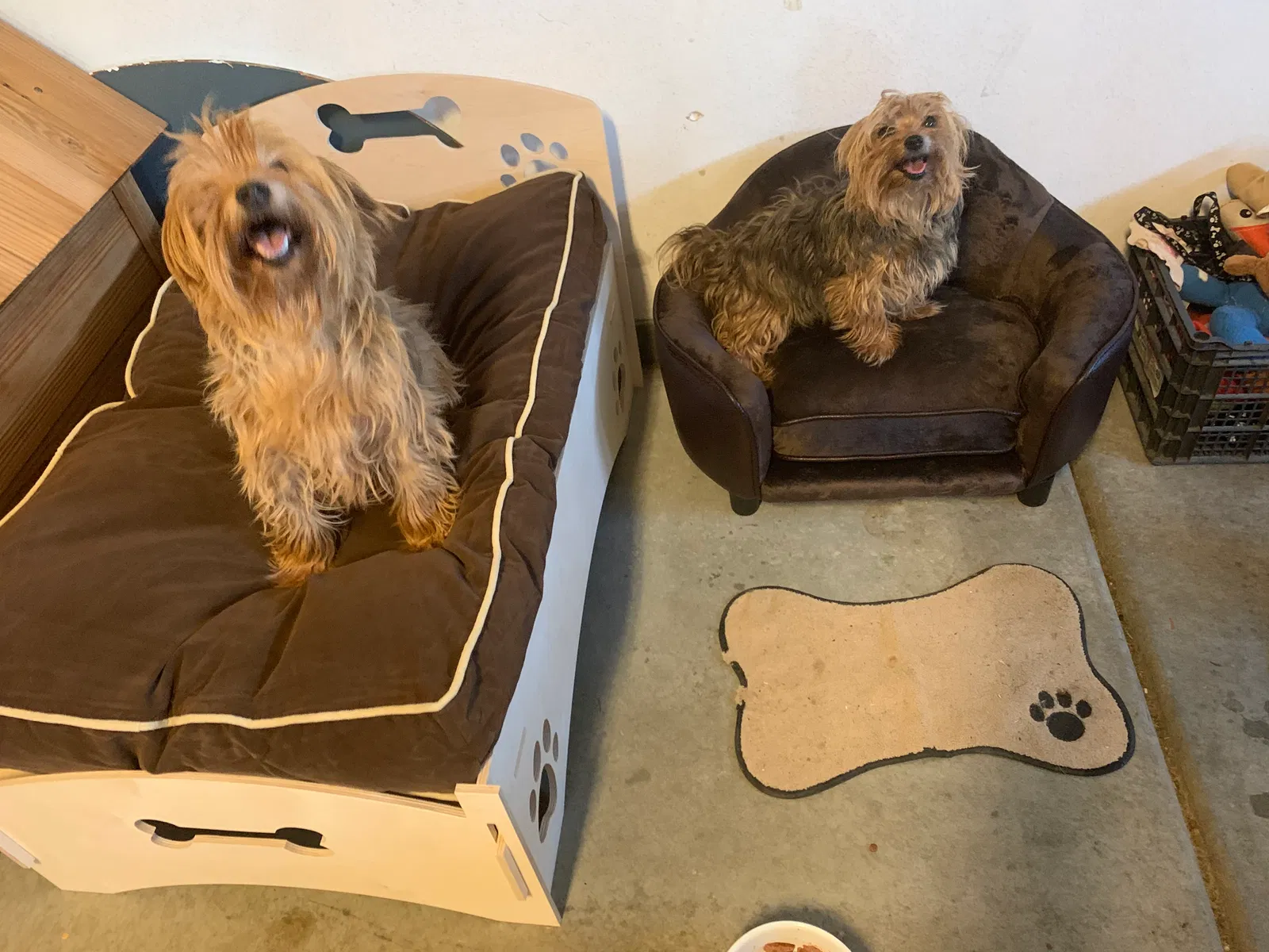 Lost dog in Perris, CA, 92570