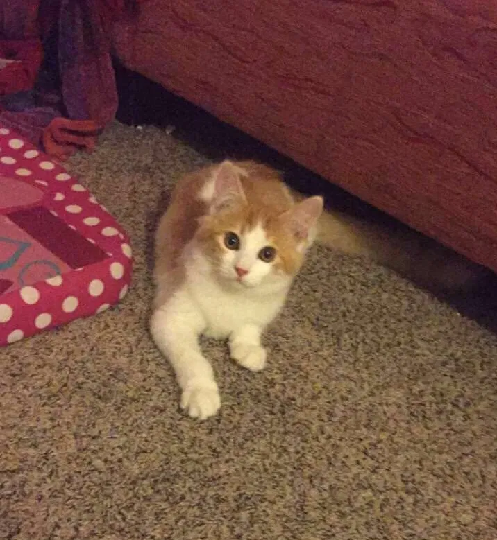 Lost cat in Fresno, CA, 93704