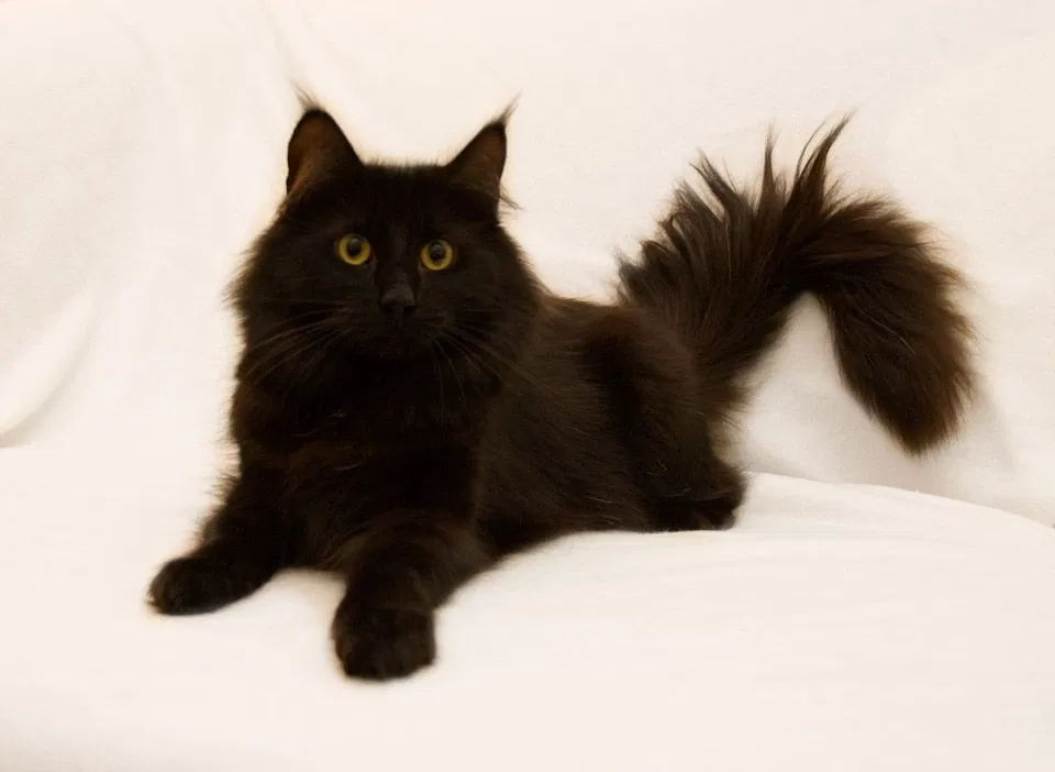 Lost cat in Aurora, CO, 80012