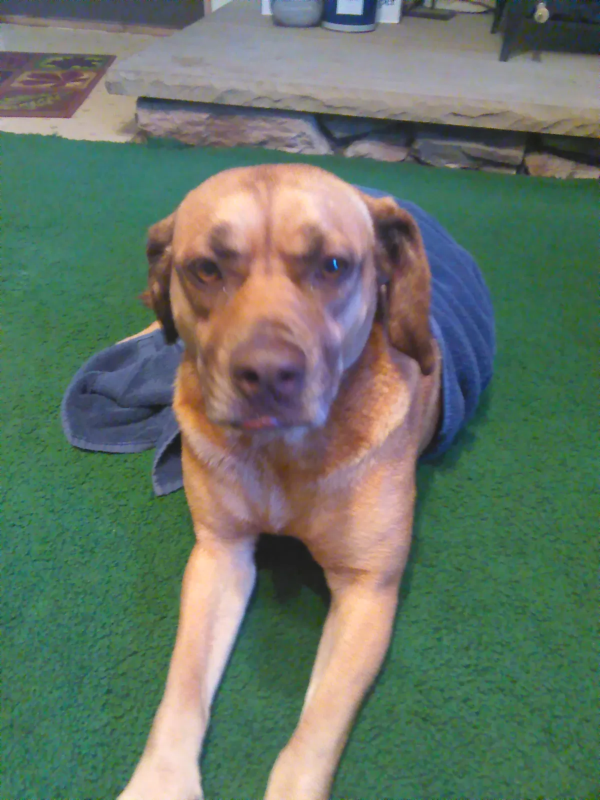 Lost dog in Fairmont, WV, 26554