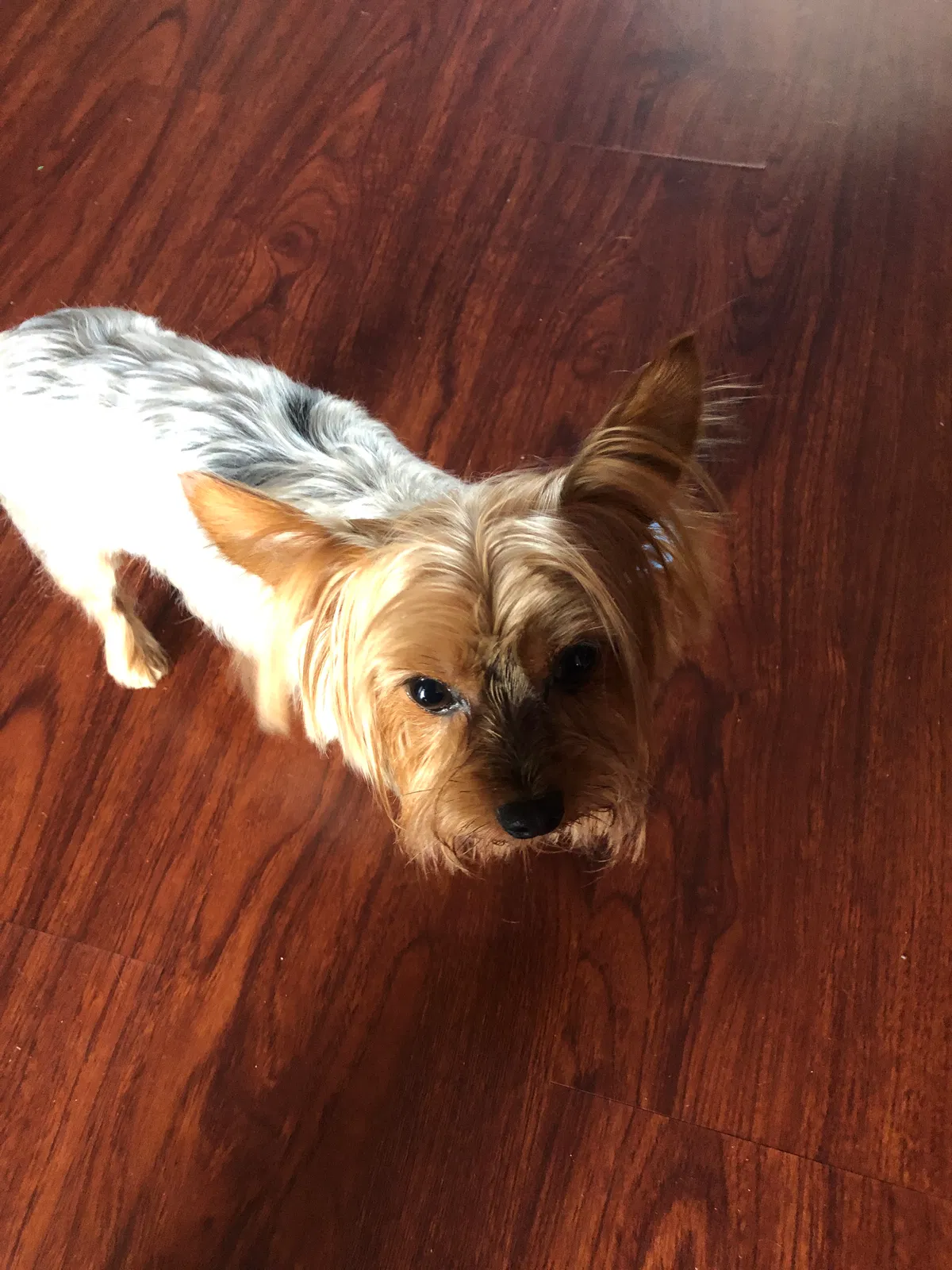 Lost dog in Lake Wales, FL, 33859