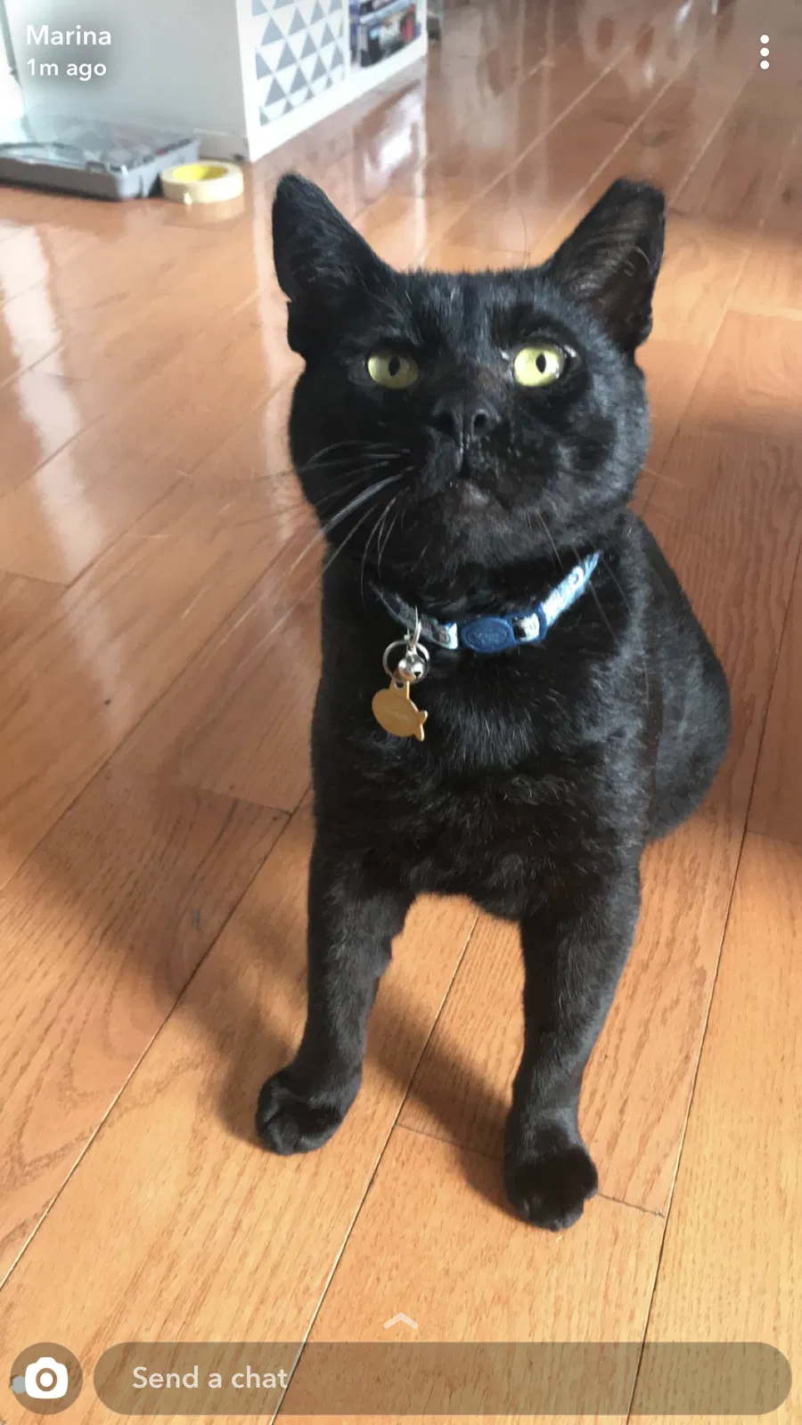 Lost cat in Philadelphia, PA, 19104