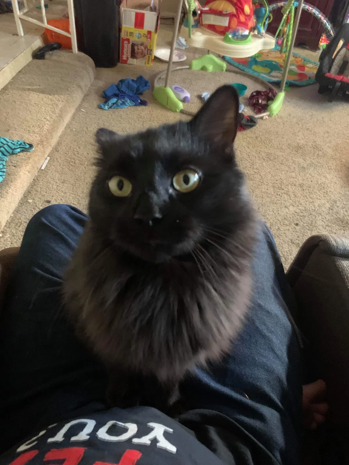 Lost cat in Glendale, AZ, 85302