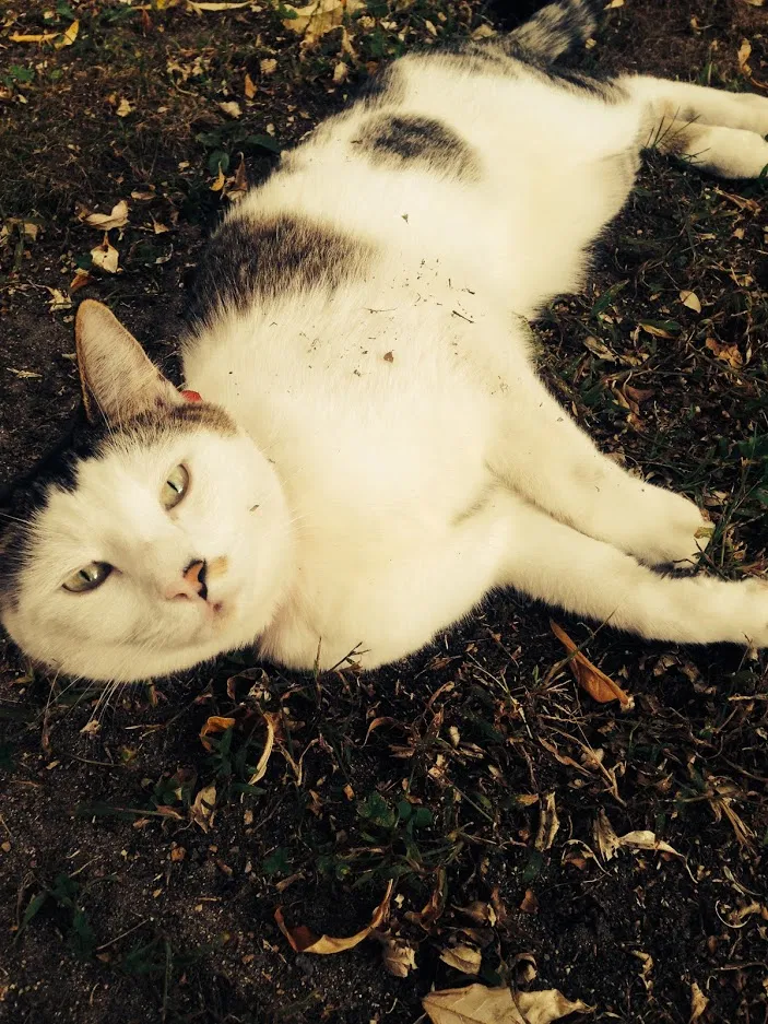 Lost cat in Pepperell, MA, 1463