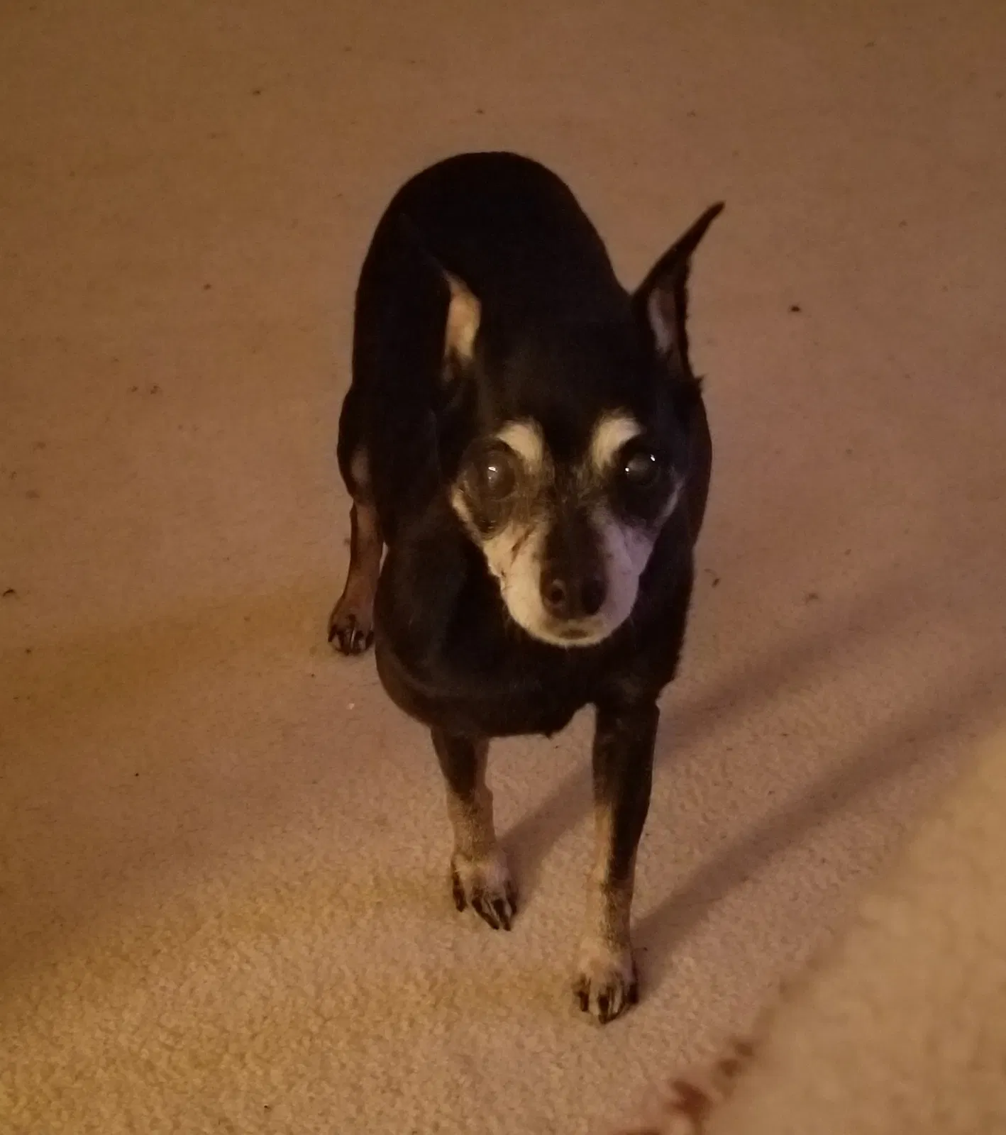Lost dog in Powder Springs, GA, 30127