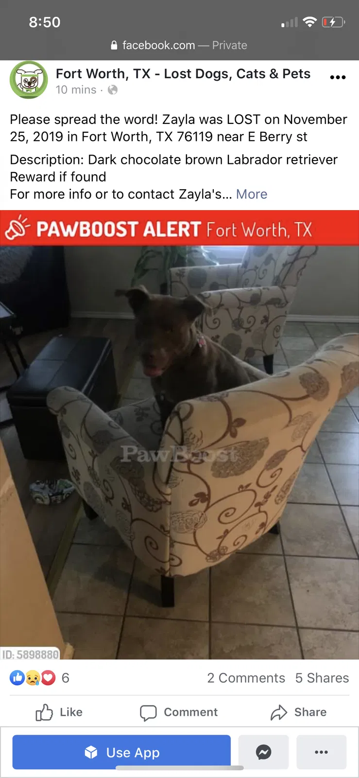 Lost dog in Fort Worth, TX, 76119