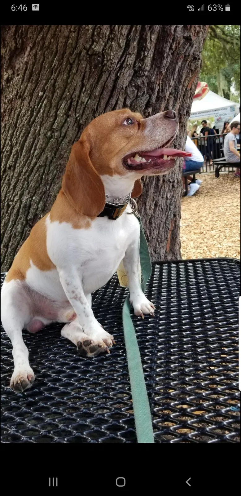 Lost dog in Orlando, FL, 32837
