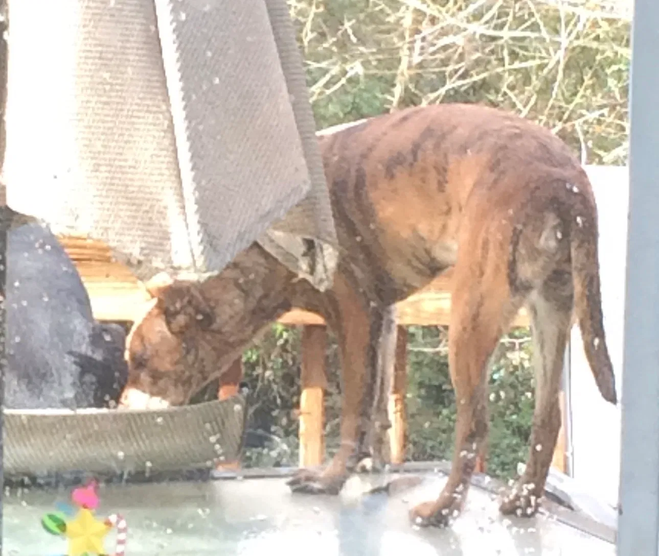 Lost dog in Rock Hill, SC, 29732