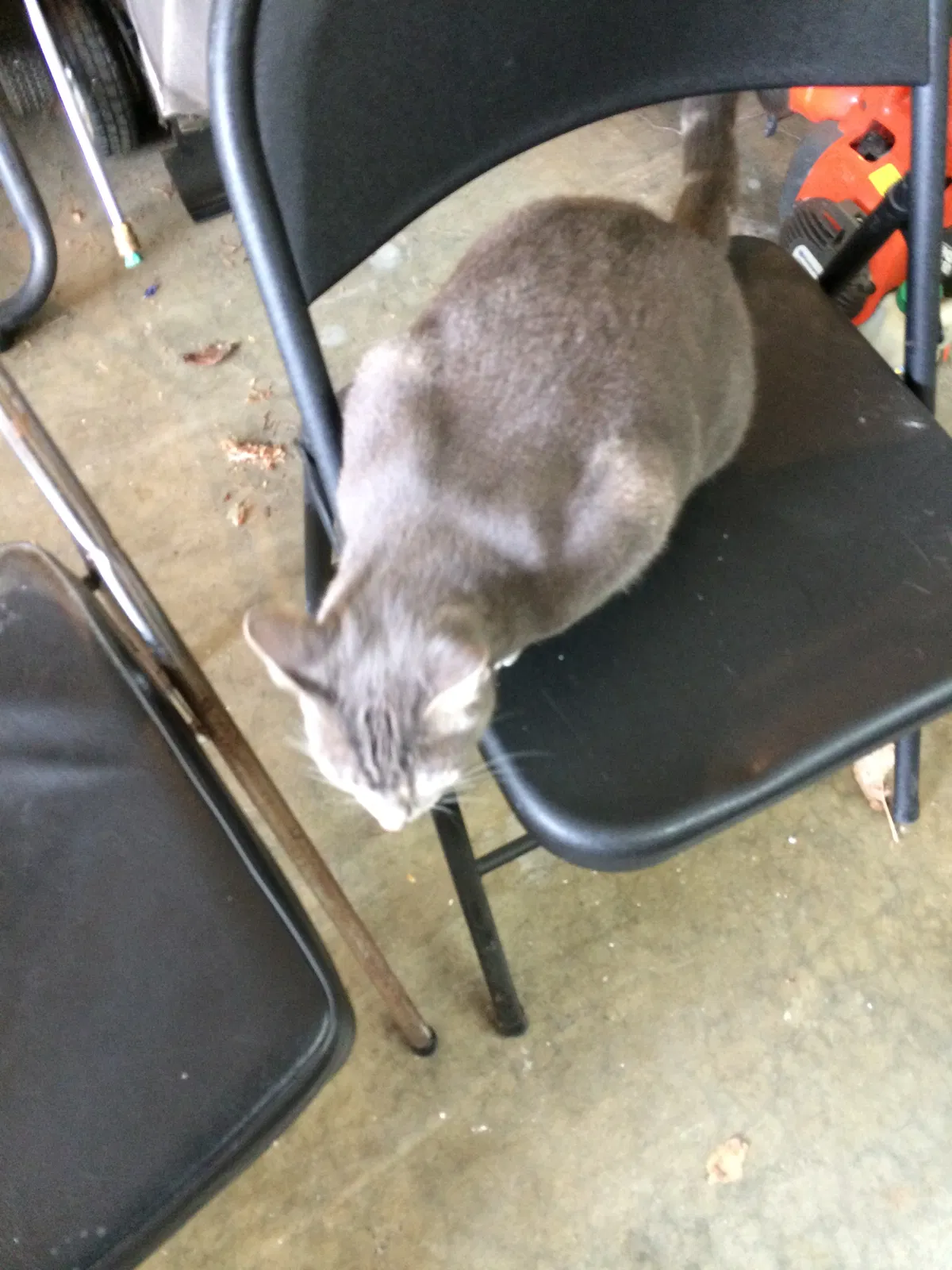 Lost cat in Seattle, WA, 98155