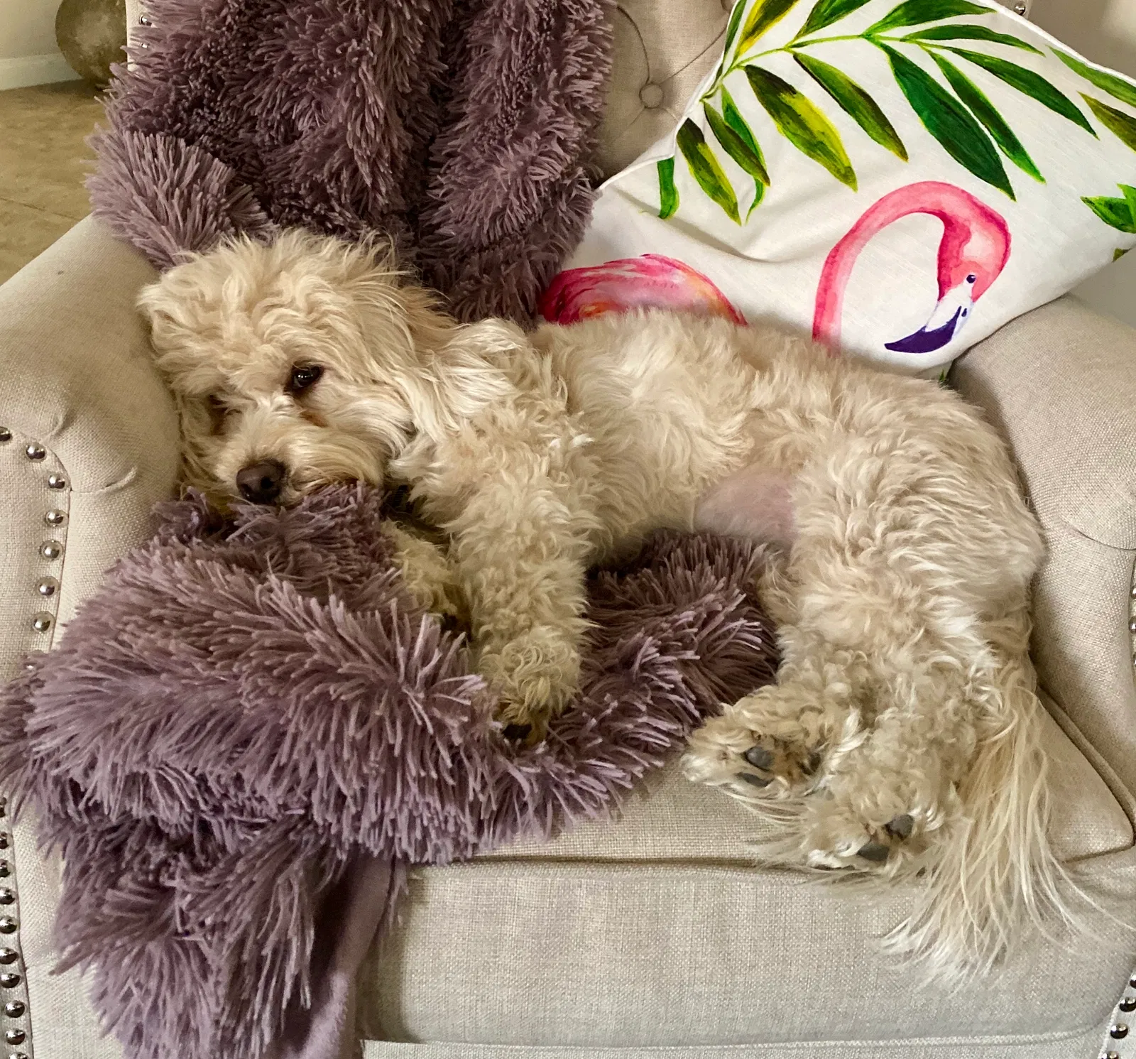 Lost dog in Bakersfield, CA, 93313