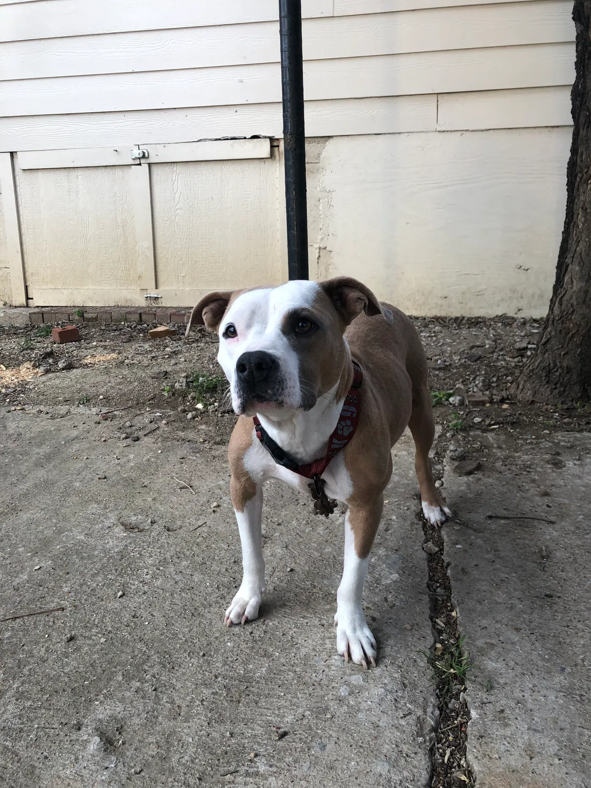 Lost dog in Fort Worth, TX, 76105
