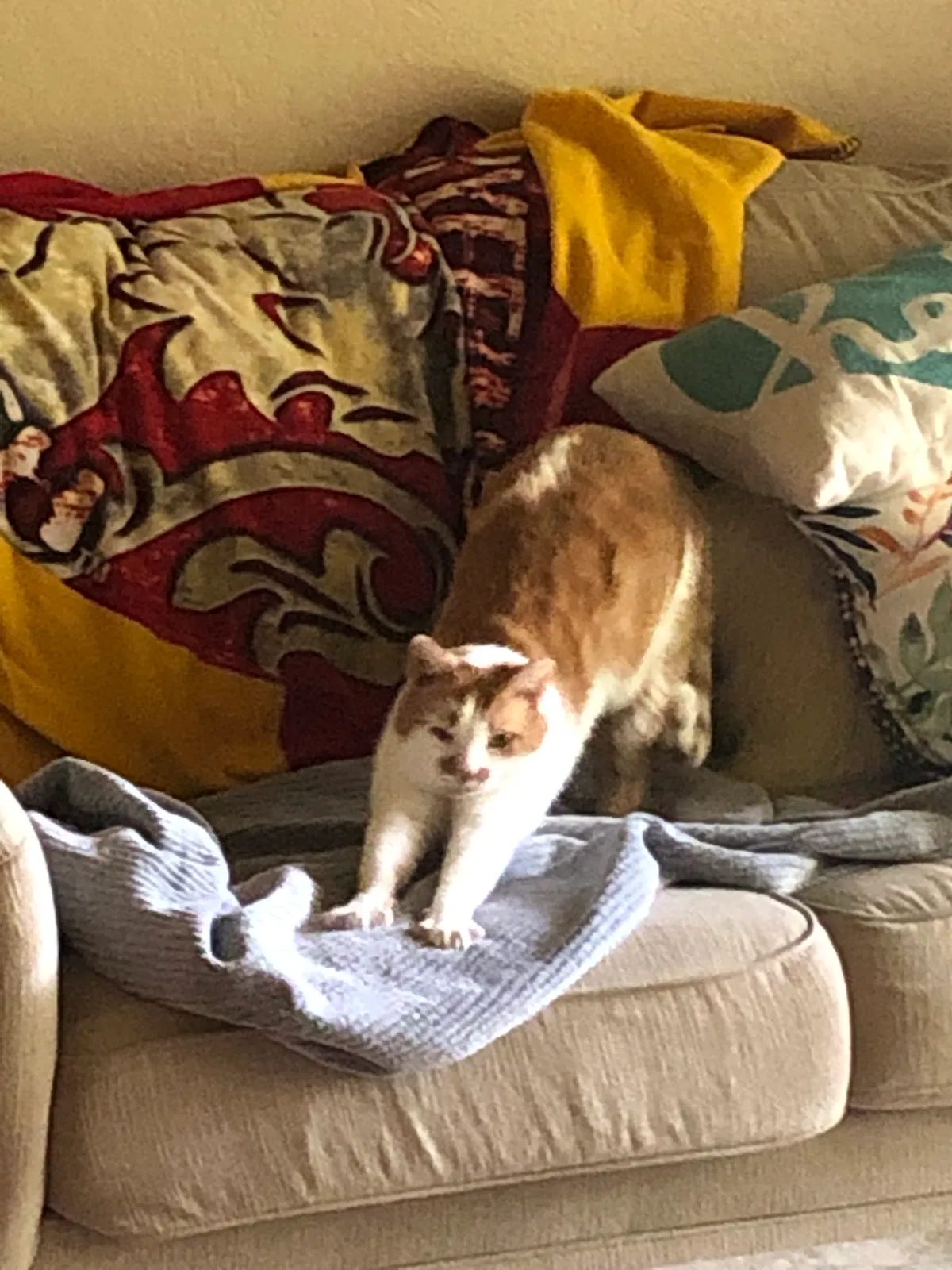 Lost cat in Tampa, FL, 33617