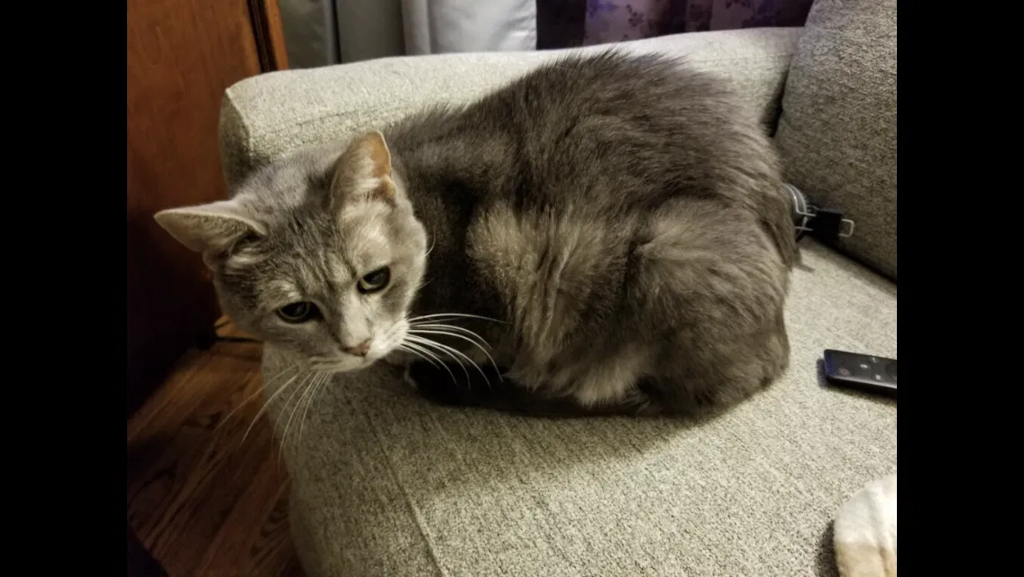 Lost cat in Saint Louis, MO, 63109