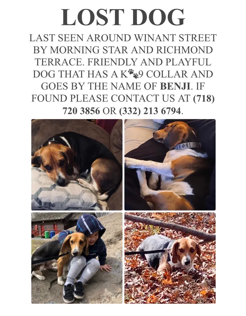Lost dog in Staten Island, NY, 10303