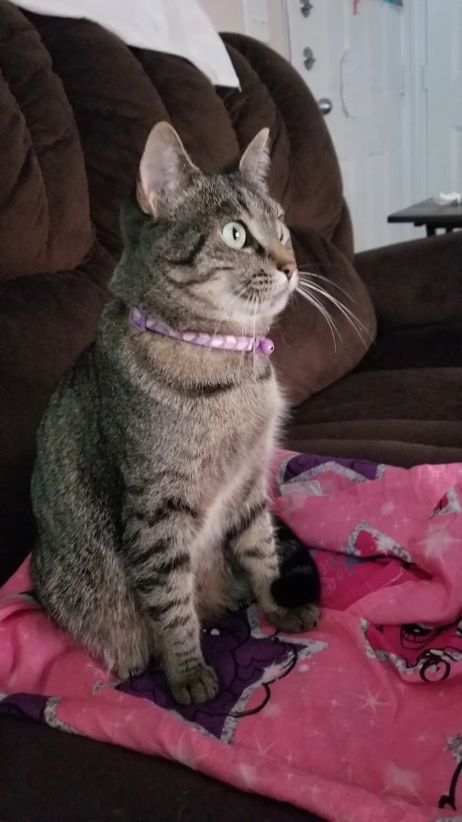 Lost cat in Roanoke, TX, 76262