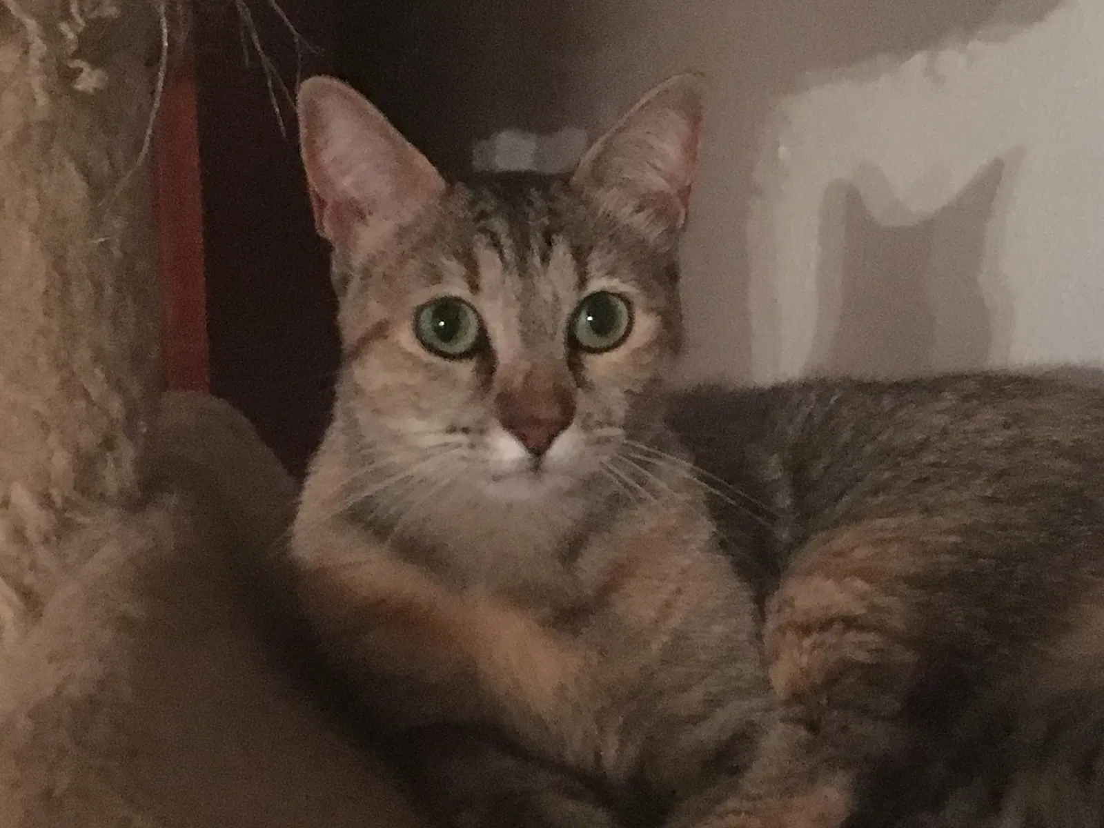 Lost cat in Arlington, TX, 76012