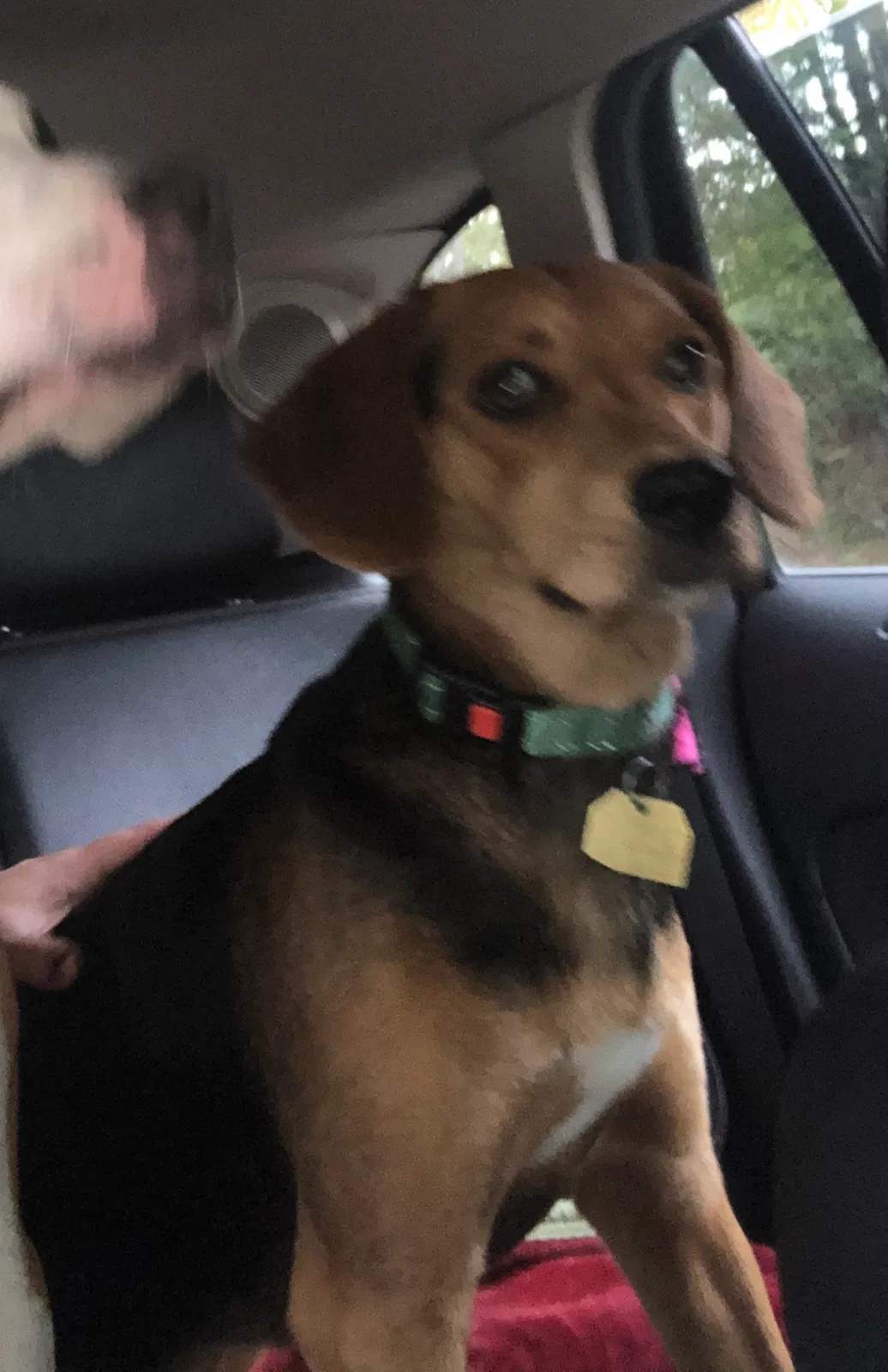 Lost dog in Jefferson, NC, 28640