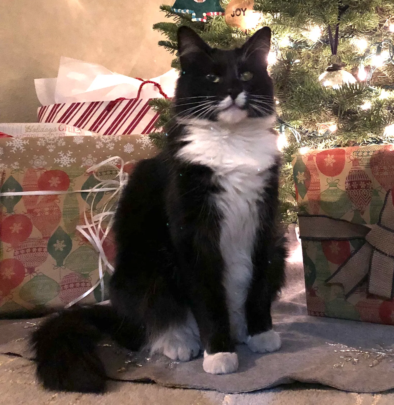 Lost cat in San Diego, CA, 92120