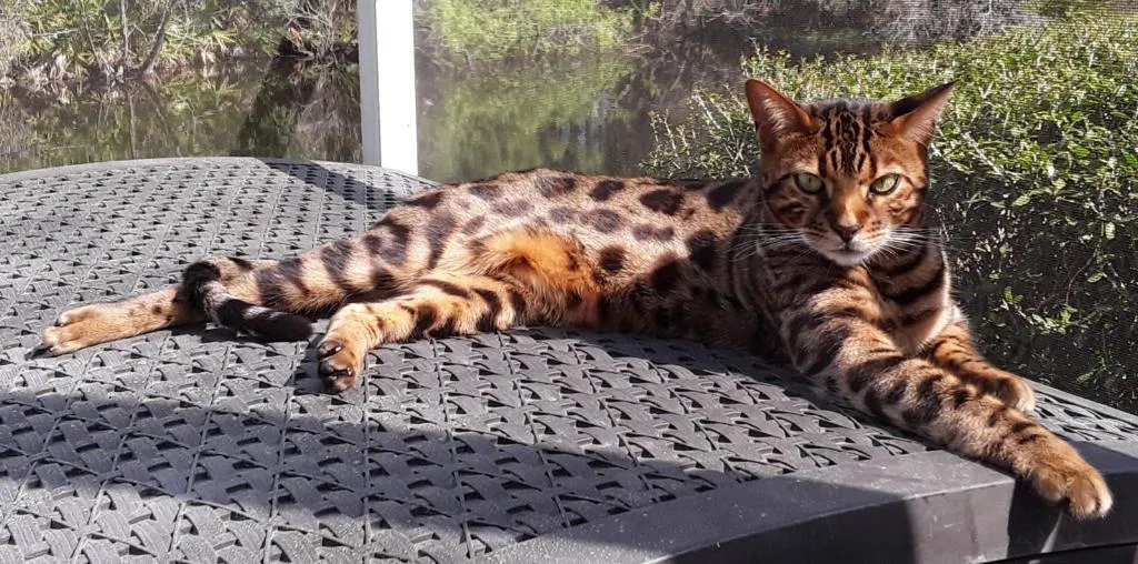 Lost cat in Tampa, FL, 33626