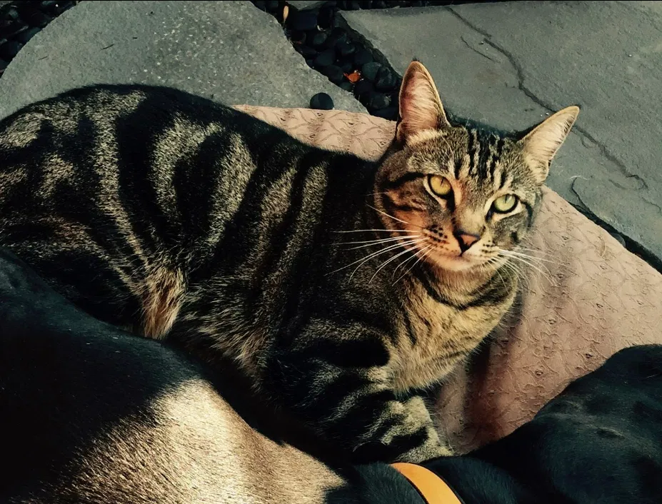 Lost cat in Los Angeles, CA, 90045