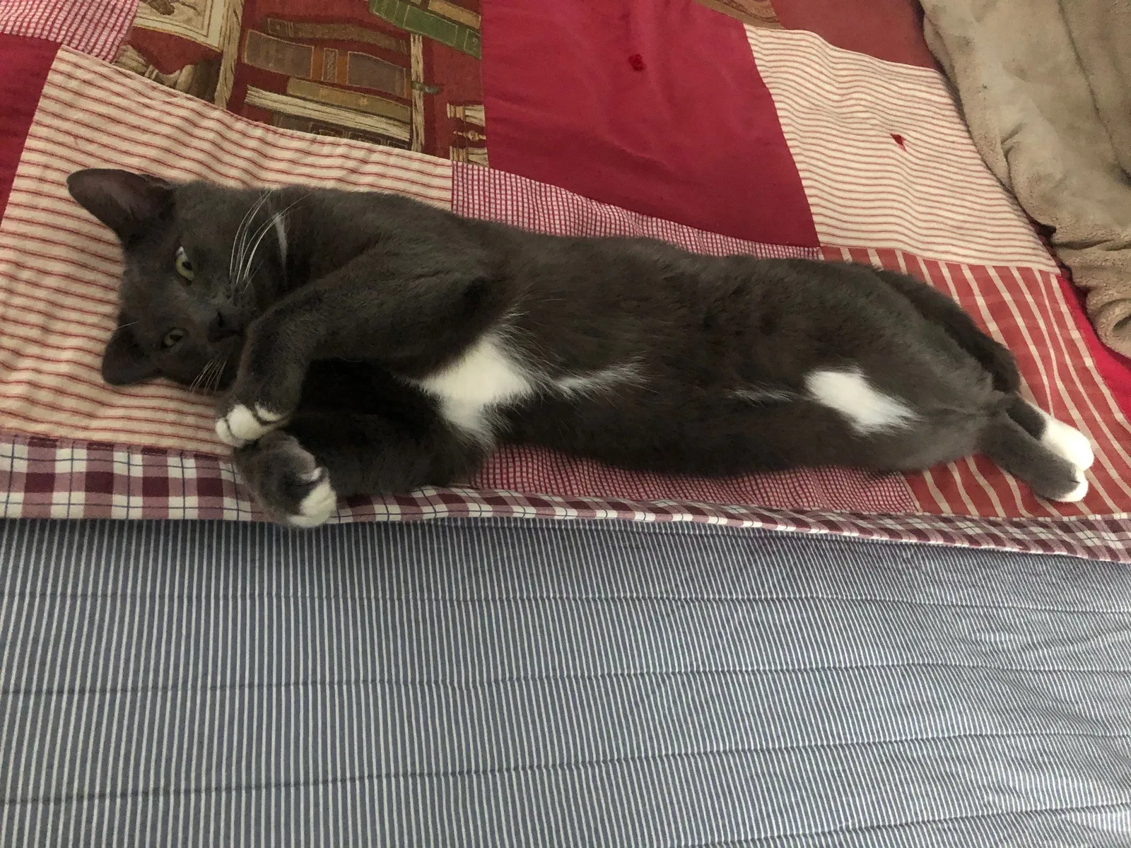 Lost cat in Landis, NC, 28088