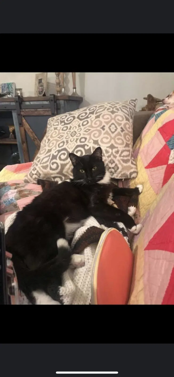 Lost cat in Lithia, FL, 33547